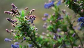 Green Fingers: Little pollinators that are the bee’s knees 