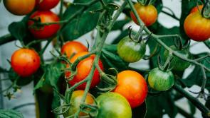 €2.8m package announced to support Irish fruit and vegetable growers