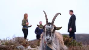 Irish goat breed named as native and rare after extensive DNA profiling
