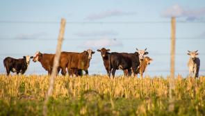 Farmers across Ireland urged to take steps to protect their livestock during hot weather

