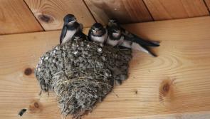 Wild About Wildlife: Swallows mark the turn of the season in Limerick 