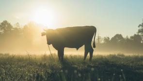 Limerick minister hits out at emissions ‘inaccuracies’
