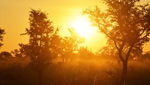 National Parks & Wildlife Service appeal to public on high fire risk warning over extreme heat