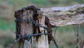 Limerick farmers are being ‘terrorised in their yards’ claims farming organisation