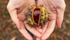 Wild About Wildlife: Getting into the spooky season  in Limerick 