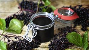 Healthy Living:  Immune support from our Limerick hedgerows  