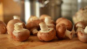 Healthy Living:  The best in-season are Limerick mushrooms 
