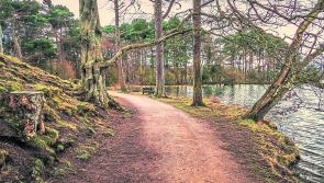 Wild About Wildlife: Limerick life by the edge of the river  