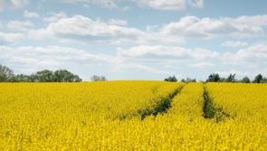 Green Limerick: New training course aims to advance  sustainability in farming
