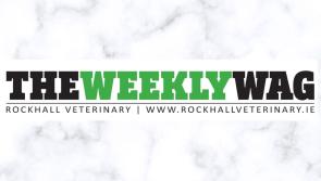 The Weekly Wag! Making your cat’s vet visits less stressful