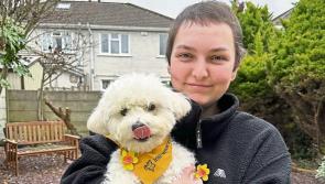 Pup who helped owner through chemotherapy crowned Nose of Tralee