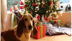 Weekly Wag: The 12 ‘dangers’ of Christmas 
