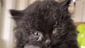 'For pity's sake neuter your cats' - Severely malnourished kitten rescued from rubbish dump