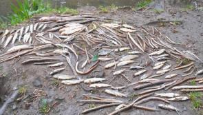 Uisce Éireann fined over major fish kill on Clare river following sludge discharge