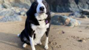 Waterford community raises over €20,000 to mend dog's broken heart