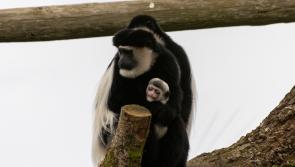 Help choose a name for the adorable new baby colobus monkey born at Fota Wildlife Park