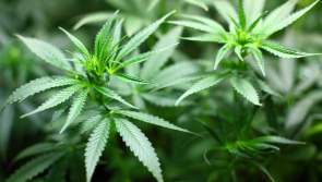 Huge cannabis haul worth almost €200,000 seized by Revenue officers