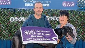 First round heats of Irish St Leger produces exciting action in Limerick