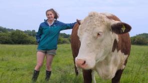 Limerick farmers take part in new TG4 series
