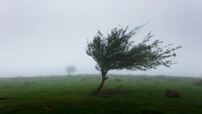 Public warned to take precautions as Storm Darragh to bring strong winds and heavy rain