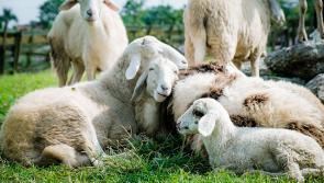 LIVE: Gardaí investigating an animal cruelty incident involving pregnant sheep 