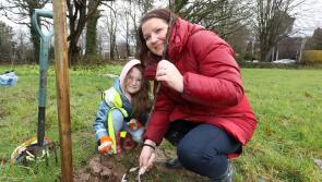 PICTURES: Weather holds out for orchard planting in Newcastle West!