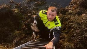 Quick-thinking Garda deserves round-of-a-paws after rescuing 'in distress' Border Collie 