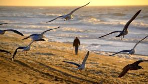 'Do not touch': Caution urged as dead wild sea birds wash up at several Irish beaches