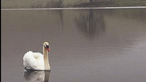 Manch&aacute;n Magan sees ancient site in Limerick in new light following cancer diagnosis