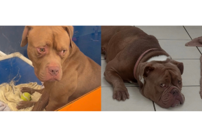'Those eyes are so sad'- Bro and Adorra get overlooked everyday at animal shelter