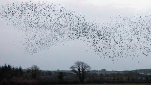 Starling attack in Limerick leaves council scratching around for answers