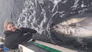 VIDEO: Woman catches one of Ireland's biggest fish weighing in at a shocking 55 stone!