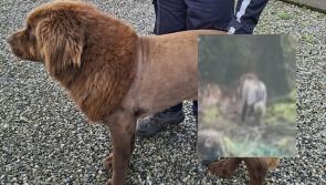 'Mystery solved' - Garda&iacute; give update on reports of 'lion' spotted in Irish countryside