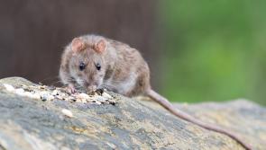 Limerick homeowners await compensation after rodent infestations  amid vegetation clearing