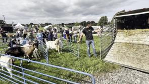 Sun shines as crowds flock to annual Limerick Show for farming and fashion
