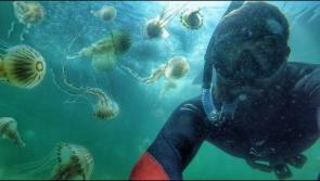 WATCH : Incredible footage of swimming with 10,000 jellyfish at popular Irish beach