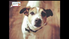The Weekly Wag: An itch that needs scratching 
