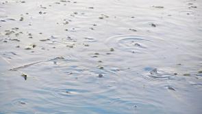 Appeal to Limerick anglers as heatwave puts ‘gasping’ fish ‘in distress’