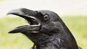 Stone the Limerick crows! Noisy birds cause consternation for sleepers