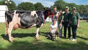 Limerick farmer nearly lost out on buying champion cow due to sat nav
