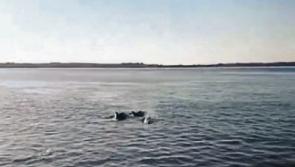 WATCH: Dolphins causing ‘great excitement’ in West Limerick