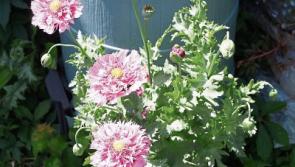 Gardening: Popular poppies in bloom
