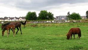 Animal welfare: 90% of horses seized in Limerick are euthanized at a cost of €91k