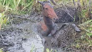 Horse rescued by local volunteers after falling into mud pond in Limerick