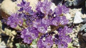 Deaths in Limerick - August 4, 2018