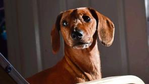 Limerick’s Nose of Tralee Mulligan is hoping to sniff out a win in contest