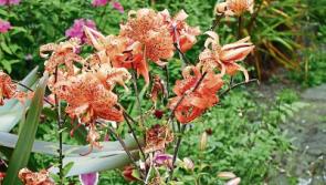 Gardening: Greedy little plants are worth the effort