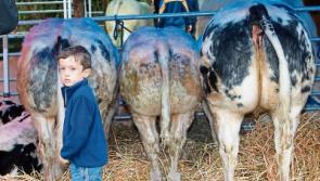 Thousands enjoy a slice of the country life at Limerick Show