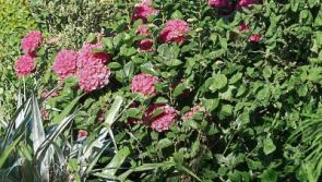 Gardening: How to grow and prune hydrangea