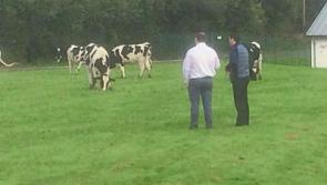 ‘Cow-stletroy College’: Limerick school’s ‘rather different start’ on first day